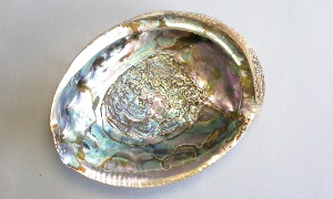 Abalone-Schale