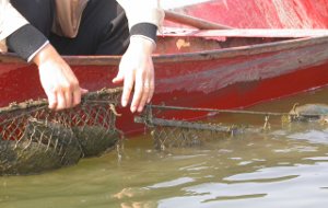 Perlenmuscheln in Netzen